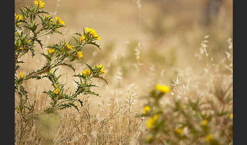 Spanische Golddistel (Scolymus hispanicus)