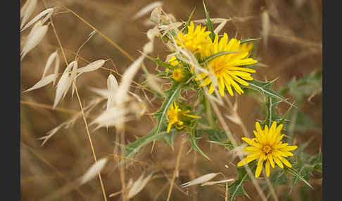 Spanische Golddistel (Scolymus hispanicus)