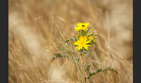 Spanische Golddistel (Scolymus hispanicus)