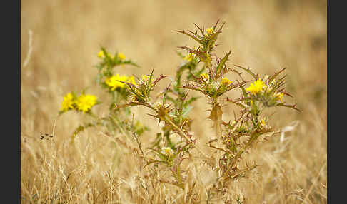 Spanische Golddistel (Scolymus hispanicus)