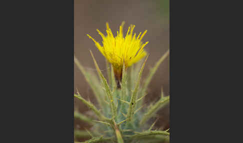 Wollige Färberdistel (Carthamus lanatus)