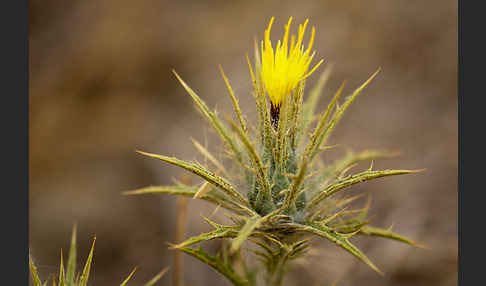 Wollige Färberdistel (Carthamus lanatus)