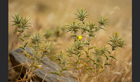 Wollige Färberdistel (Carthamus lanatus)