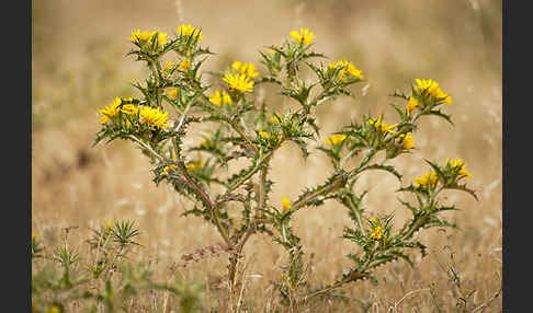 Spanische Golddistel (Scolymus hispanicus)