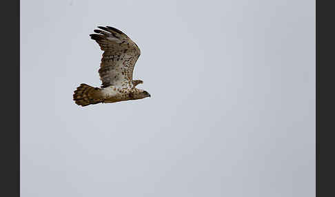 Schlangenadler (Circaetus gallicus)