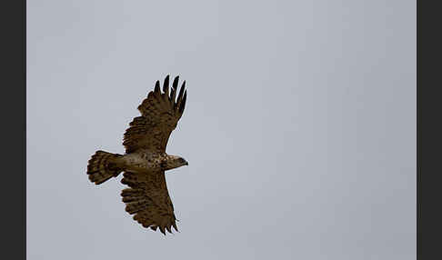 Schlangenadler (Circaetus gallicus)