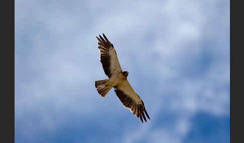 Zwergadler (Aquila pennata)