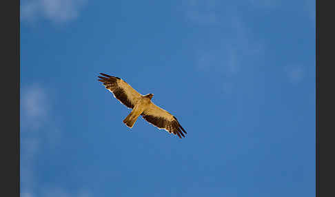 Zwergadler (Aquila pennata)