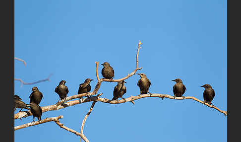 Einfarbstar (Sturnus unicolor)