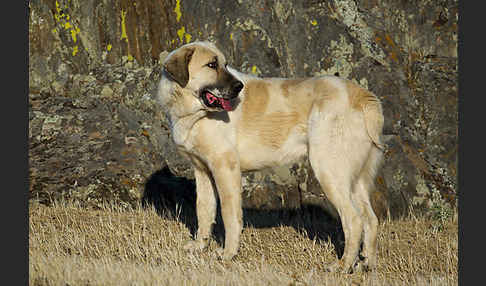 Haushund (Canis lupus familiaris)