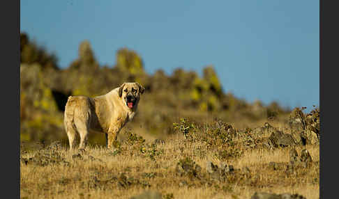 Haushund (Canis lupus familiaris)