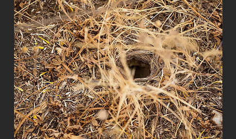 Apulische Tarantel (Lycosa tarentula)