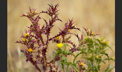 Spanische Golddistel (Scolymus hispanicus)