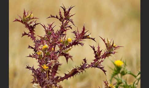 Spanische Golddistel (Scolymus hispanicus)