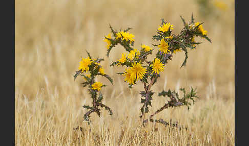 Spanische Golddistel (Scolymus hispanicus)