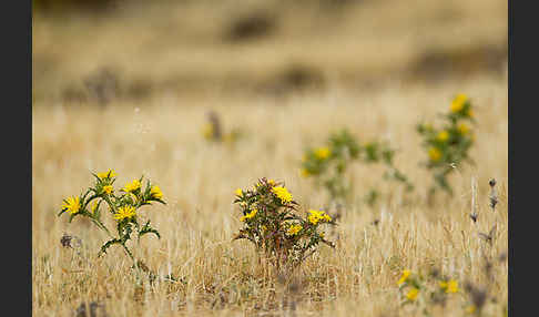 Spanische Golddistel (Scolymus hispanicus)