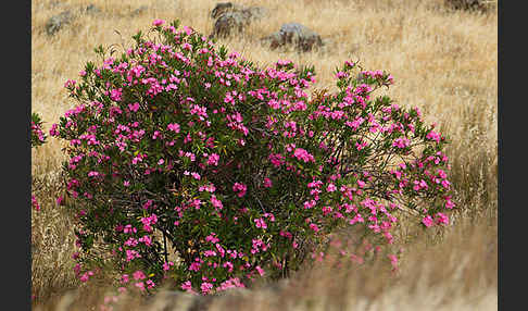 Oleander (Nerium oleander)