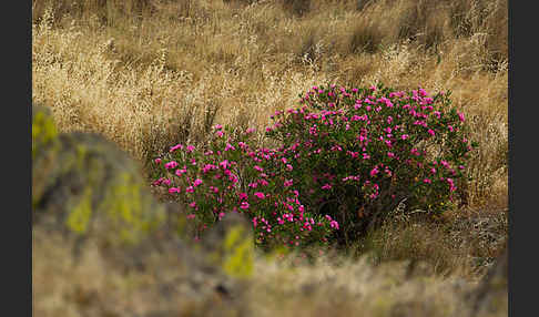 Oleander (Nerium oleander)