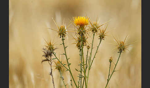 Sonnenwend-Flockenblume (Centaurea solstitialis)