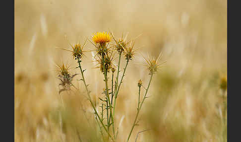 Sonnenwend-Flockenblume (Centaurea solstitialis)