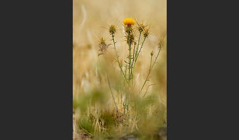 Sonnenwend-Flockenblume (Centaurea solstitialis)