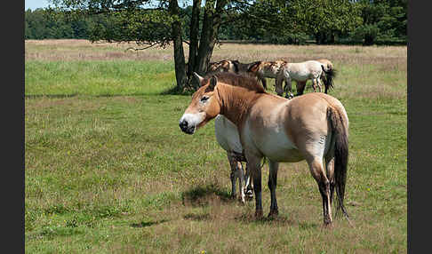 Przewalski-Pferd (Equus ferus przewalskii)