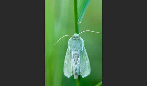 Grüneule (Calamia tridens)