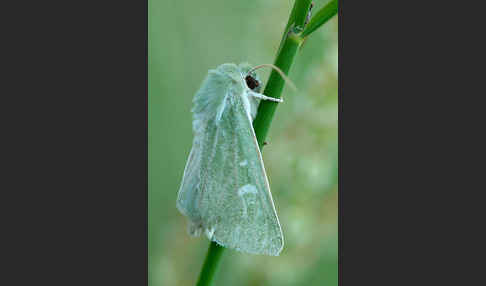 Grüneule (Calamia tridens)