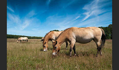 Przewalski-Pferd (Equus ferus przewalskii)