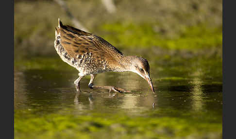 Wasserralle (Rallus aquaticus)