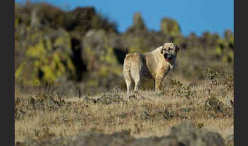 Haushund (Canis lupus familiaris)