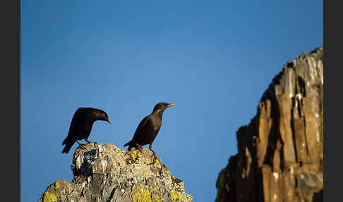 Einfarbstar (Sturnus unicolor)