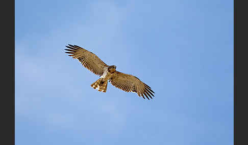 Schlangenadler (Circaetus gallicus)