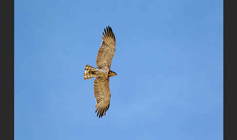 Schlangenadler (Circaetus gallicus)