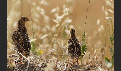 Wachtel (Coturnix coturnix)