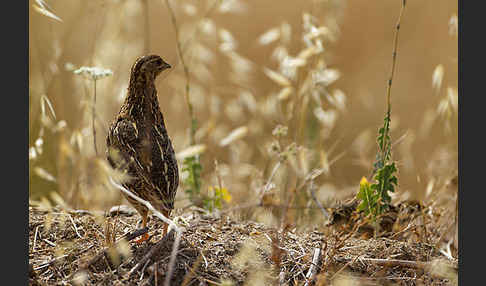 Wachtel (Coturnix coturnix)