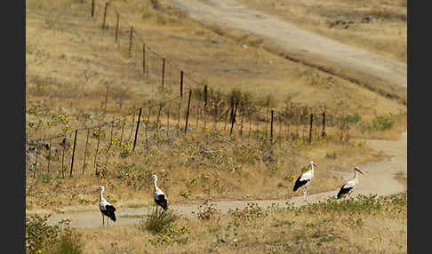 Weißstorch (Ciconia ciconia)