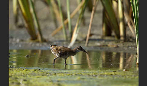 Wasserralle (Rallus aquaticus)