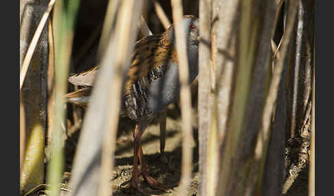 Wasserralle (Rallus aquaticus)