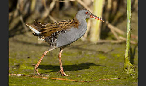 Wasserralle (Rallus aquaticus)