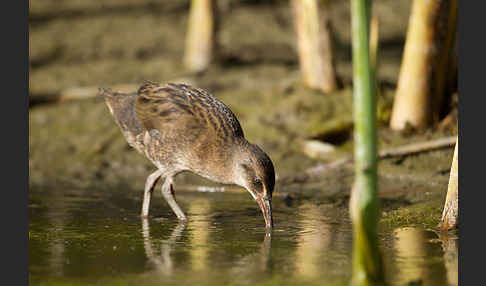 Wasserralle (Rallus aquaticus)