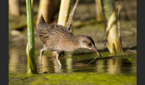 Wasserralle (Rallus aquaticus)