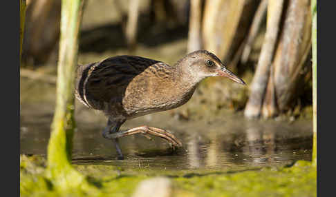 Wasserralle (Rallus aquaticus)