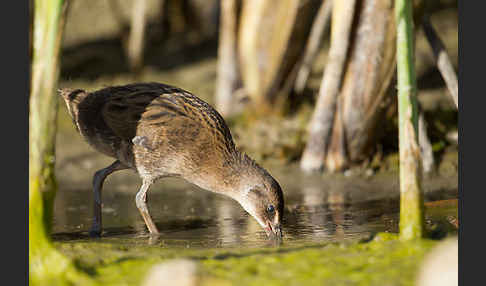 Wasserralle (Rallus aquaticus)