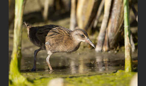 Wasserralle (Rallus aquaticus)