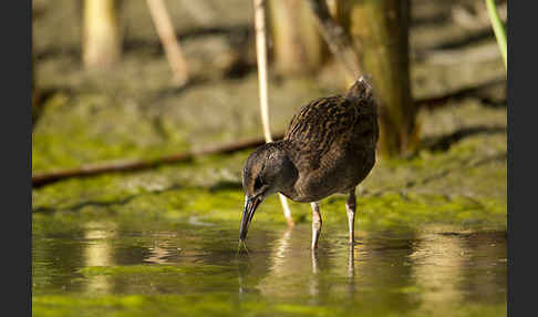 Wasserralle (Rallus aquaticus)