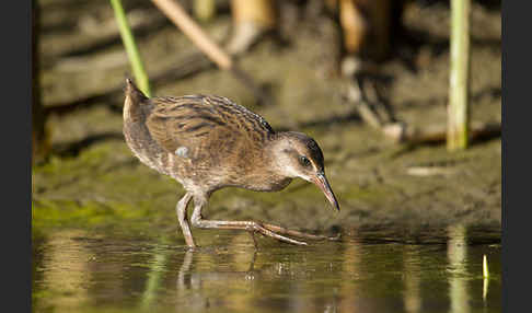 Wasserralle (Rallus aquaticus)