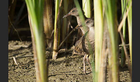 Wasserralle (Rallus aquaticus)