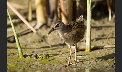 Wasserralle (Rallus aquaticus)