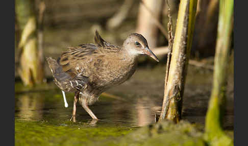 Wasserralle (Rallus aquaticus)